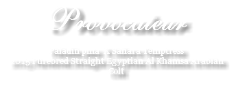 Provocateur Paladin pma X Sahara Temptress 2015 Purebred Straight Egyptian Al Khamsa Arabian Colt 
